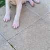 Dogo Argentino – Beautiful Puppies photo 3