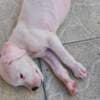 Dogo Argentino – Beautiful Puppies photo 4