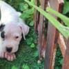 Dogo Argentino – Beautiful Puppies photo 5