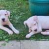 Dogo Argentino – Beautiful Puppies photo 7