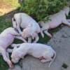 Dogo Argentino – Beautiful Puppies photo 9