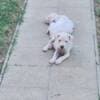 Dogo Argentino – Beautiful Puppies photo 10