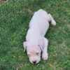 Dogo Argentino – Beautiful Puppies photo 12