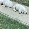 Dogo Argentino – Beautiful Puppies photo 13