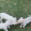 Dogo Argentino – Beautiful Puppies photo 15