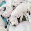 Dogo Argentino – Beautiful Puppies photo 16