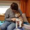 CKC Reg Pubred Akita Inu Puppies photo 1