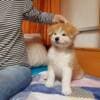 CKC Reg Pubred Akita Inu Puppies photo 2