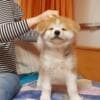CKC Reg Pubred Akita Inu Puppies photo 3