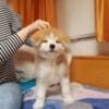 CKC Reg Pubred Akita Inu Puppies photo 4