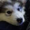 CKC Purebred Alaskan Malamute Puppies photo 1
