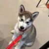 CKC Purebred Alaskan Malamute Puppies photo 3