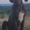 Great Dane – Beautiful Puppies photo 1