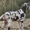 Great Dane – Beautiful Puppies photo 2