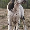 Great Dane – Beautiful Puppies photo 3