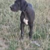 Great Dane – Beautiful Puppies photo 4