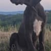 Great Dane – Beautiful Puppies photo 6