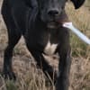 Great Dane – Beautiful Puppies photo 7