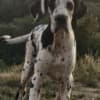 Great Dane – Beautiful Puppies photo 8