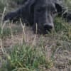 Great Dane – Beautiful Puppies photo 9