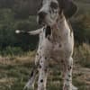 Great Dane – Beautiful Puppies photo 10