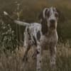 Great Dane – Beautiful Puppies photo 11