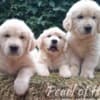 Golden Retriever – Beautiful Puppies photo 2