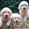 Golden Retriever – Beautiful Puppies photo 4