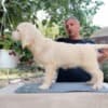 Golden Retriever – Beautiful Puppies photo 5