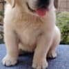 Golden Retriever – Beautiful Puppies photo 7