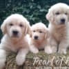 Golden Retriever – Beautiful Puppies photo 8