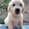 Golden Retriever – Beautiful Puppies photo 10