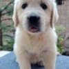 Golden Retriever – Beautiful Puppies photo 11
