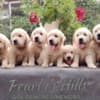 Golden Retriever – Beautiful Puppies photo 12