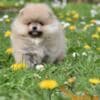 Pomeranian Spitz puppies photo 1
