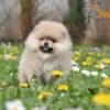 Pomeranian Spitz puppies photo 2