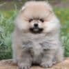 Pomeranian Spitz puppies photo 3