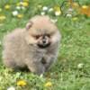 Pomeranian Spitz puppies photo 4
