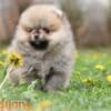 Pomeranian Spitz puppies photo 5