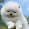 Pomeranian Spitz puppies photo 7
