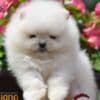 Pomeranian Spitz puppies photo 8