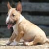 Miniature Bull Terrier puppies photo 1