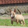 Miniature Bull Terrier puppies photo 2