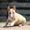 Miniature Bull Terrier puppies photo 3