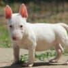 Miniature Bull Terrier puppies photo 5