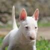 Miniature Bull Terrier puppies photo 6