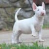 Miniature Bull Terrier puppies photo 7