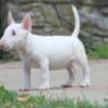 Miniature Bull Terrier puppies photo 9