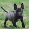 Miniature Bull Terrier puppies photo 10