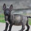 Miniature Bull Terrier puppies photo 11